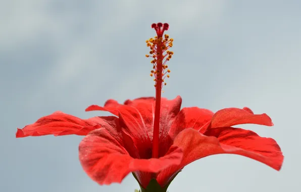 Picture macro, red, hibiscus