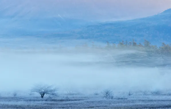 Picture frost, grass, trees, mountains, fog, valley