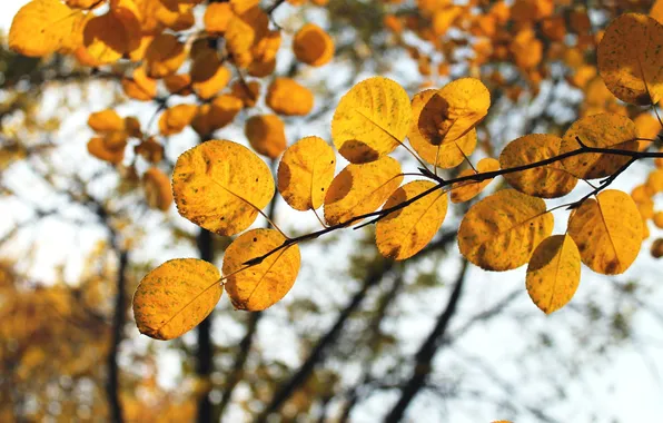 Autumn, leaves, macro, yellow