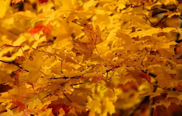 Leaves, nature, maple, yellow, trees. autumn