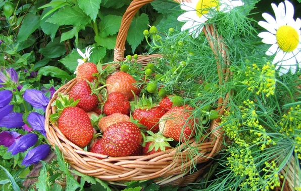 Picture flowers, berries, chamomile, strawberry, basket