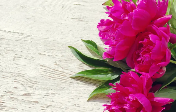 Picture pink, wood, pink, flowers, beautiful, peonies, peony