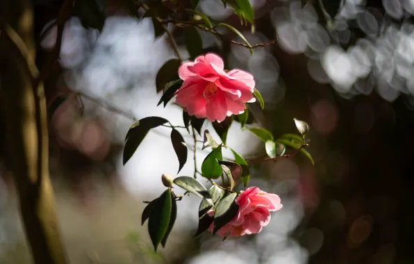 Leaves, flowers, nature, background, two, branch, garden, pink