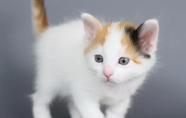 Cat, look, pose, kitty, baby, grey background, face, ponytail