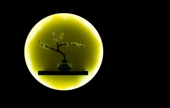 Picture the moon, round, branch, vase, ikebana