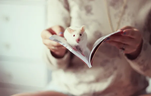 Mood, book, rat