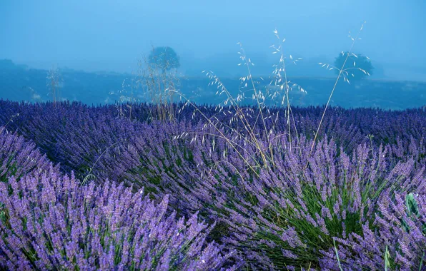 Field, summer, the sky, trees, flowers, nature, blue, France