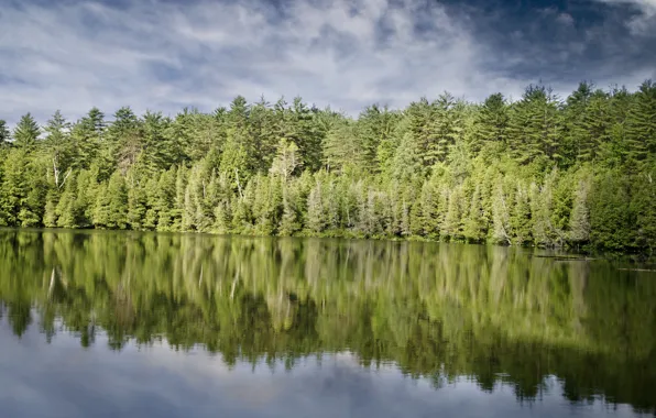 Picture forest, shore, the shore of the lake