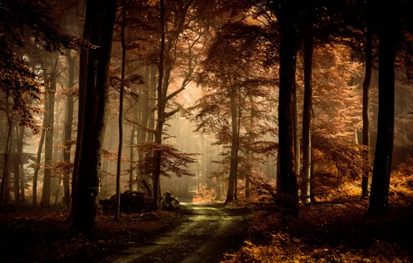 Road, autumn, forest, leaves, light, trees, branches, fog