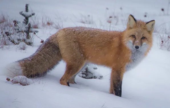 Picture winter, look, snow, Fox, tail, red