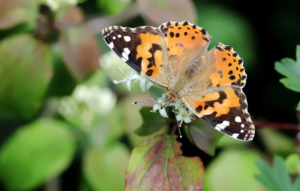 Leaves, macro, flowers, nature, background, pattern, butterfly, plant