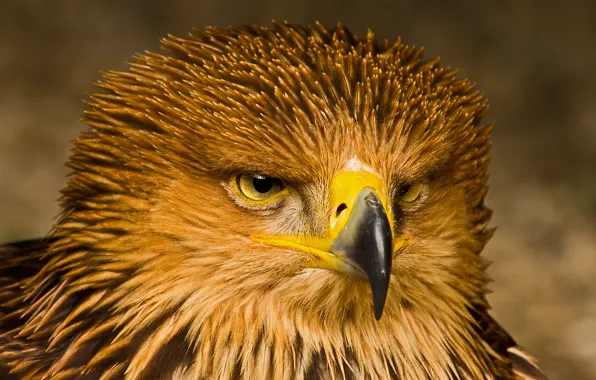 Picture look, bird, portrait, predator, Eagle