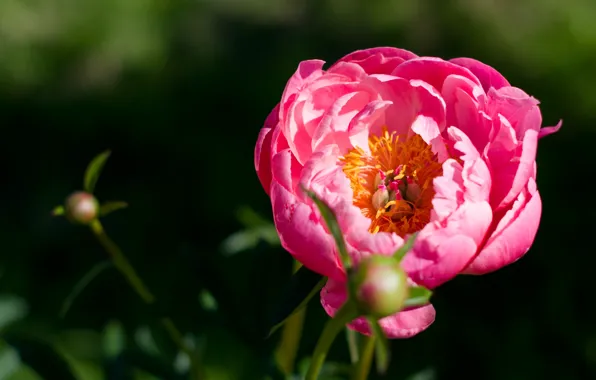 Flowers, nature, peonies, peony, pink flower