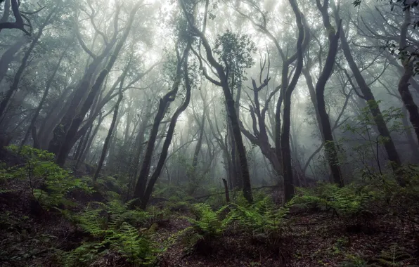 Picture forest, trees, nature, fog, ferns