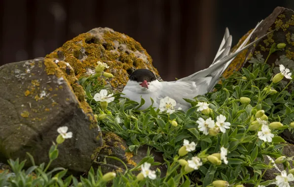 Flowers, stones, bird, seagulls