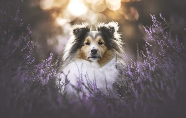 Look, light, flowers, nature, glare, glade, portrait, dog