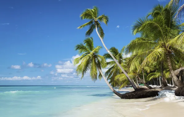 Sand, sea, beach, palm trees, shore, summer, beach, sea