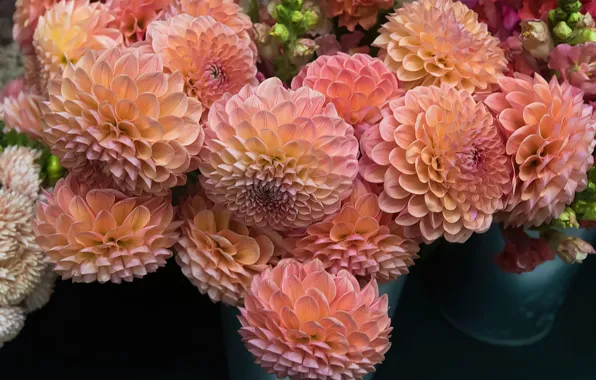 Flowers, bouquet, pink, orange, dahlias, lush, salmon