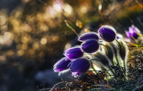 Light, flowers, glade, spring, purple, buds, lilac, bokeh
