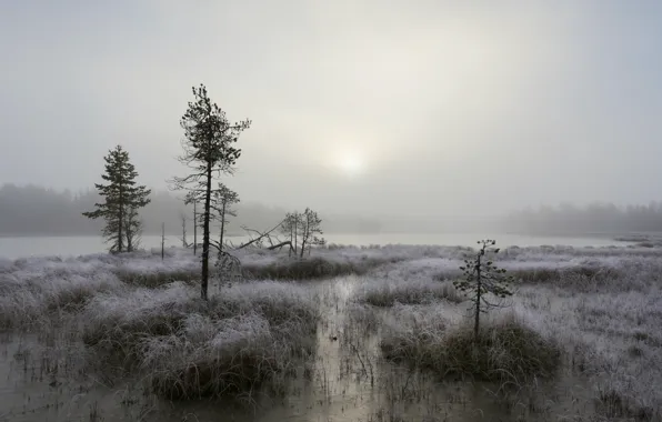 Fog, lake, morning