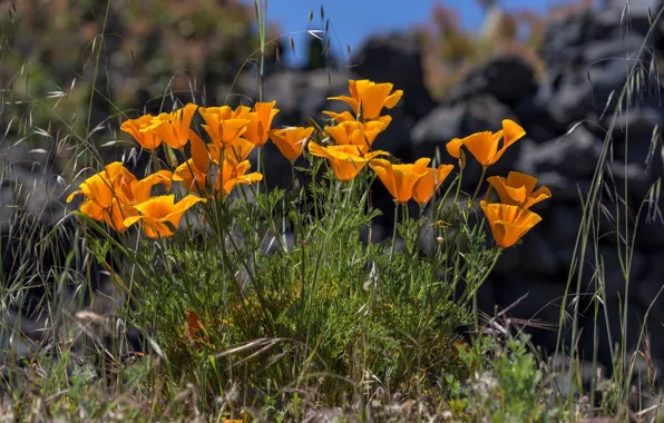 Spring, escholzia California, California Golden poppy