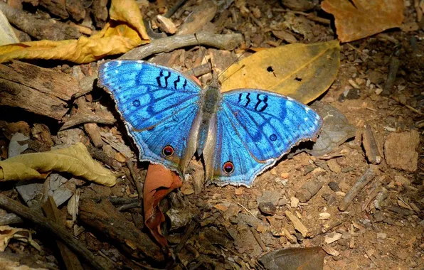 Leaves, microsemi, butterfly, wings, insect, beautiful, closeup