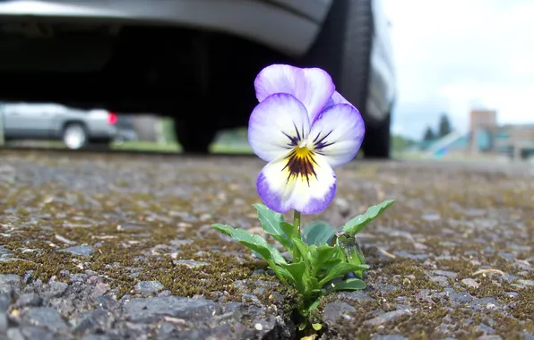 Road, flowers, the city, roadside