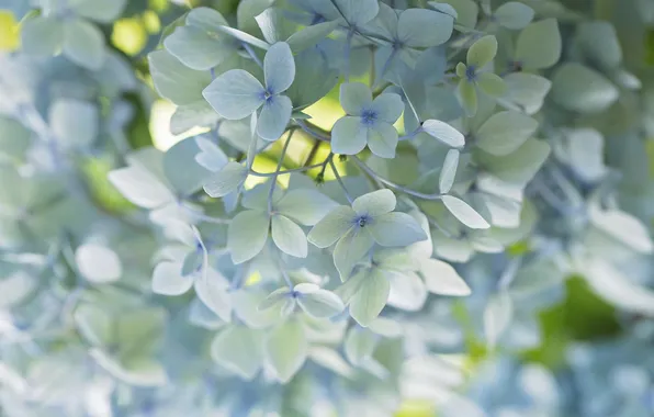 Macro, blue, tenderness, hydrangea