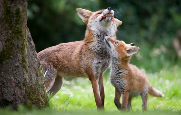 Food, Fox, Fox, Fox