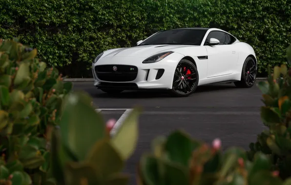 Jaguar, White, F-Type