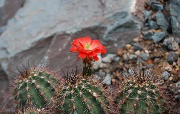 Needles, nature, rock, stones, cactus, red flower