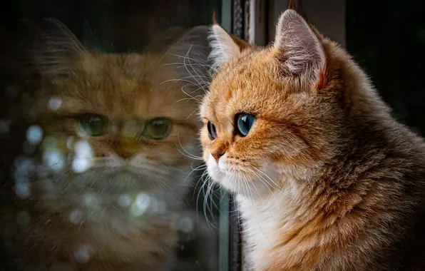 Cat, cat, look, glass, pose, reflection, the dark background, portrait