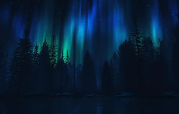 Forest, water, trees, night, lake, lights, spruce