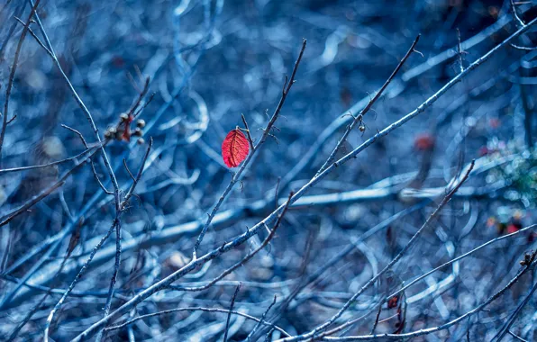 Branches, nature, sheet