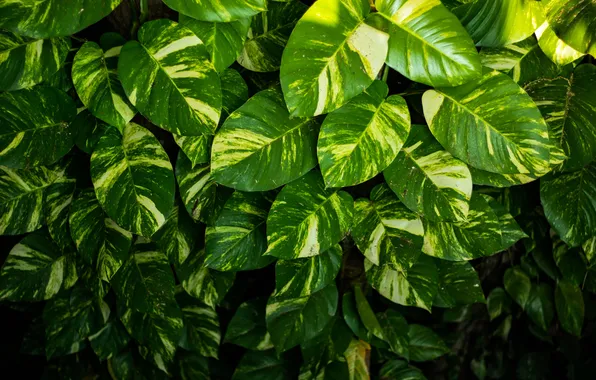 Picture leaves, Liana, epipremnum