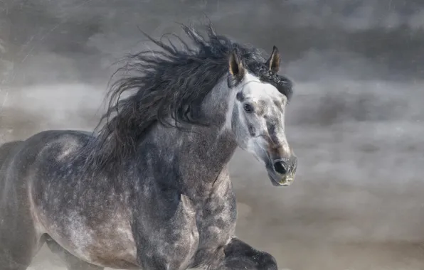 Grey, horse, horse, stallion, running, mane, gallop, © Ryan Courson Photography