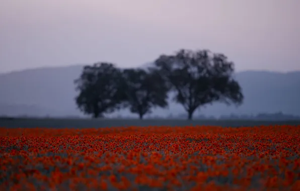 Summer, the sky, trees, flowers, hills, Maki, blur, the evening