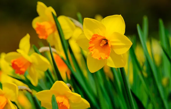 Picture yellow, bright, spring, flowerbed, daffodils