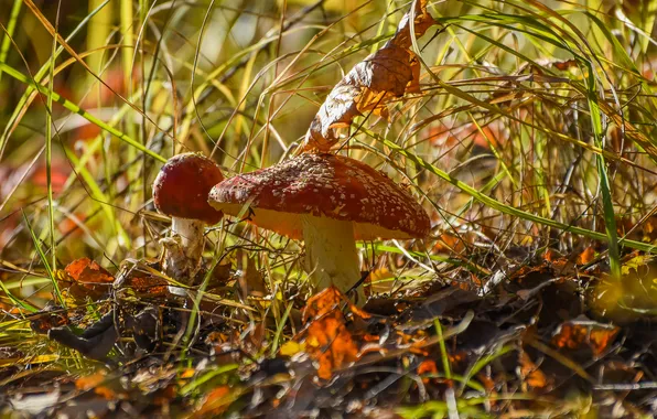 Autumn, nature, mushrooms