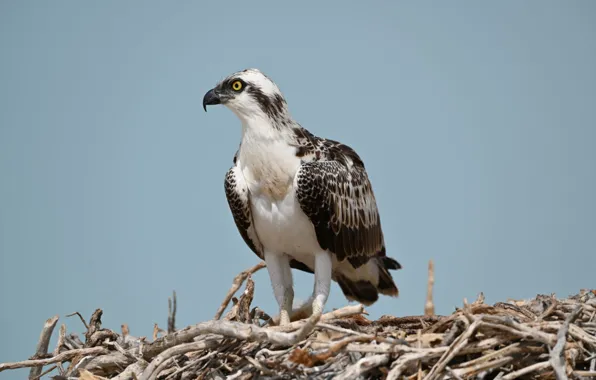 Picture bird, animal, wildlife, Osprey-