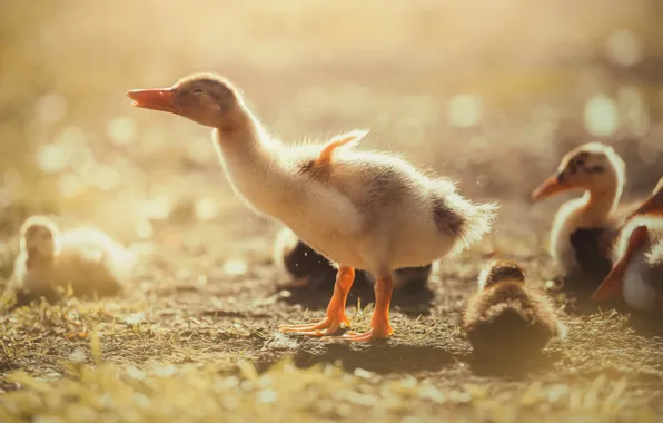 Light, birds, nature, pose, glare, background, mood, duck
