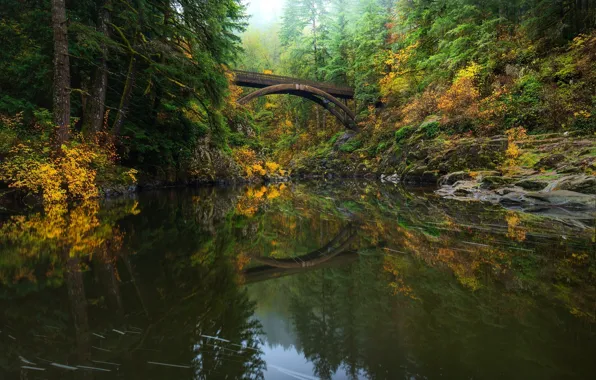 Forest, bridge, reflection, river, round, arch