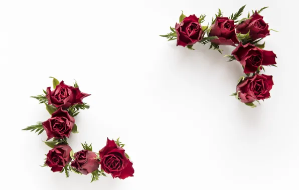 Picture white background, buds, roses are red