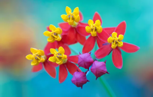 Flowers, petals, exotic