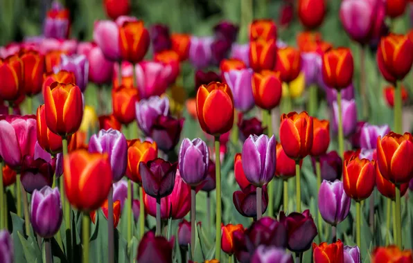 Flowers, bright, spring, tulips, red, flowerbed, colorful, lilac