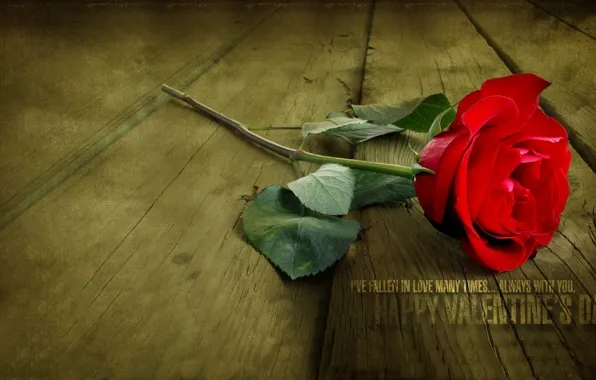 Picture red, love, rose, flower, flowers, Valentine's Day