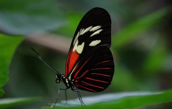 Leaves, microsemi, wings, Butterfly, insect, beautiful, closeup