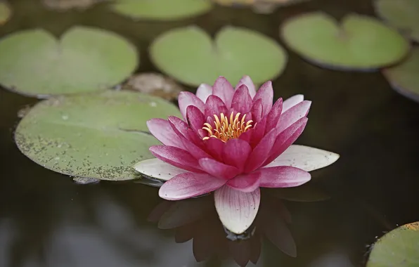 Water, Lily, petals, Lily