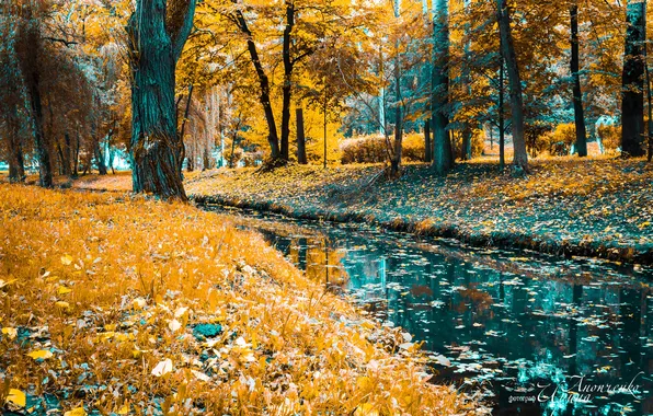 Forest, landscape, nature, Park