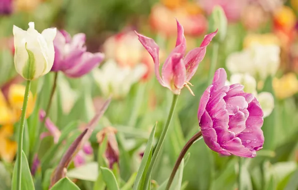 Flowers, paint, bright, spring, Tulips, tulip